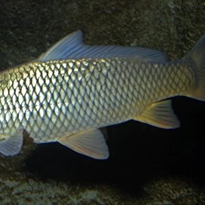 Common Carp - Freshwaters Europe, but widely introduced