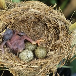 Common Cuckoo - chick in Reed Warbler's nest UK