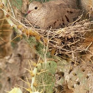 Common Ground Dove On nest in cactus, Texas, USA