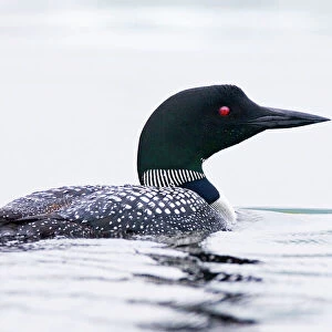 Loons Collection: Common Loon