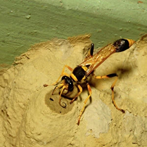 Common mud-dauber wasp - female closing a cell in which she has laid one or more eggs and a paralysed spider as food