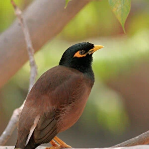 Starlings Collection: Common Myna