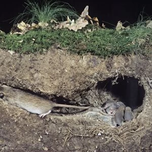 Common / Norway / Brown Rat - litter in nest with adult carrying young from burrow