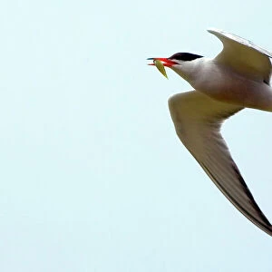 Common Tern - adult with food for young, Isles of Scilly, July