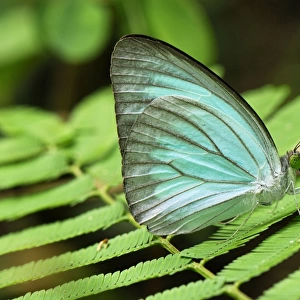 Common Wanderer Butterfly Kheaun Sri Nakarin N. P. Thailand