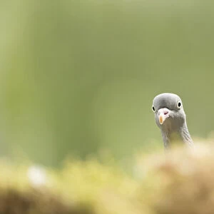 Common wood pigeon hiding behind moss