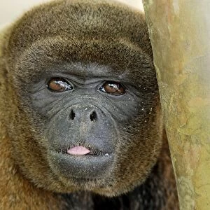Common Woolly Monkey - Amacayacu Nationalpark - Colombia