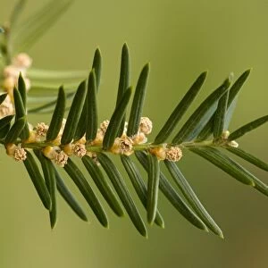 Common yew, male flowers; Taxus baccata