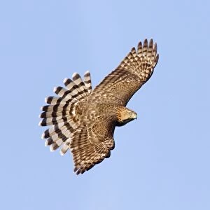 Cooper's Hawk - in flight, immature. Cape May, NJ, USA