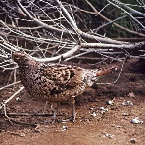 Copper Pheasant - female