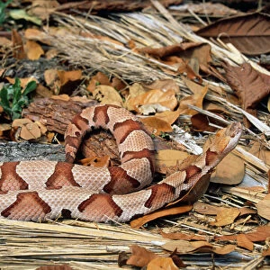 Snakes Collection: Copperhead