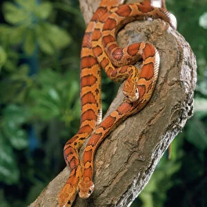 Snakes Collection: Corn Snake