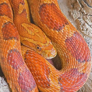 Corn Snake Collection: Related Images