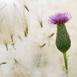 Creeping Thistle - flower & seeds
