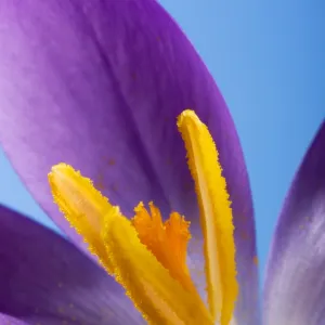 Crocus flower