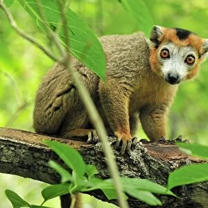 Lemuridae Collection: Crowned Lemur