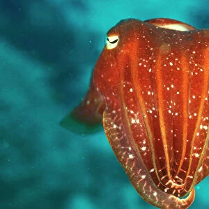Mollusks Collection: Cuttlefish