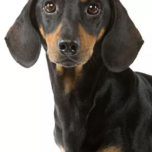 Hound Collection: Dachshund Smooth Haired