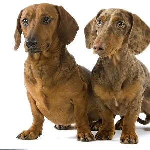 Dachshund - two smooth-haired - Chocolate Harlequin