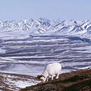 Dall's Sheep - mature ram feeding. Allaska Range Mtns