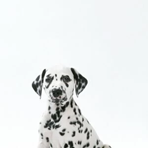 Dalmatian Dog - puppy 8 weeks old