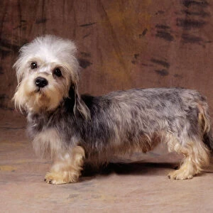 Dandie Dinmount Terrier Dog