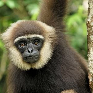 Dark-handed Gibbon / Agile Gibbon - Camp Leaky - Tanjung Puting N. P. - KalimantanBorneo - Indonesia