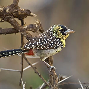 Asian Barbets Collection: Darnauds Barbet
