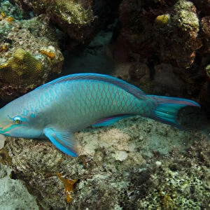 Q Collection: Queen Parrotfish