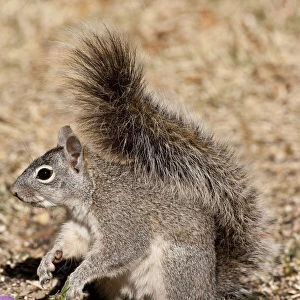 Sciuridae Collection: Arizona Gray Squirrel