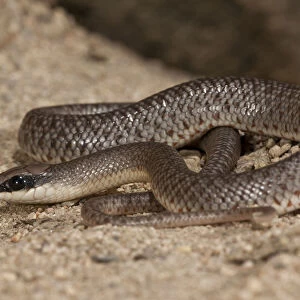 Snakes Collection: African Beaked Snake