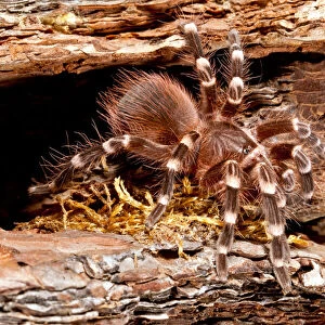 Spiders Collection: Brazilian Black Tarantula