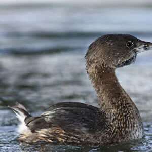 Grebes Collection: Pied Billed Grebe