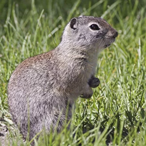 Sciuridae Collection: Beldings Ground Squirrel