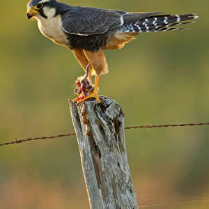 Accipitridae Collection: Aplomado Falcon