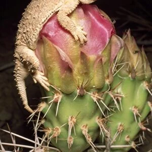 Desert Short-horned Lizard - on pricklypear cactus - Utah - USA