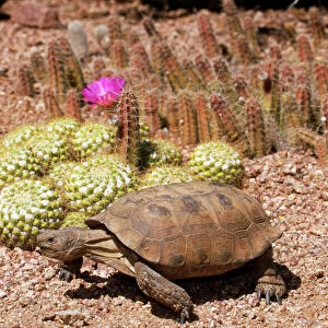 Desert Tortoise WAT 4915 Arizona, USA. Gopherus agassizii © M. Watson / ARDEA LONDON