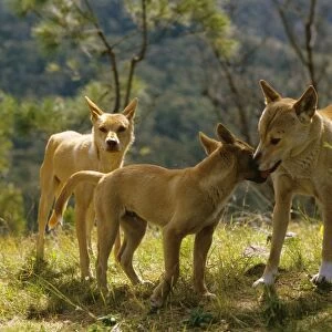 Dingo - Group - Southern New South Wales - Australia JPF17304