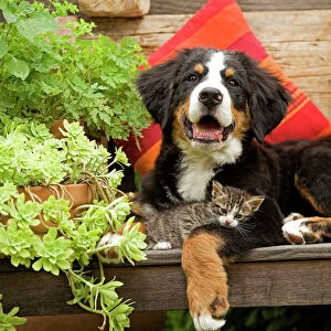 Dog - 3 month old Bernese Mountain Dog puppy on garden bench with 2 month old tabby kitten