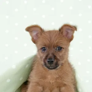 Dog - 7 week old Australian Terrier puppy