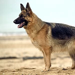 Dog - Alsatian / German Shepherd standing on beach