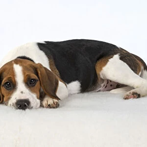 DOG. Beagle puppy ( 16 weeks old ), sleepy laying down, , studio, white background