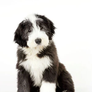 Dog. Bearded Collie puppy sitting
