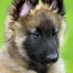Pastoral Collection: Belgian Shepherd Dog Tervueren