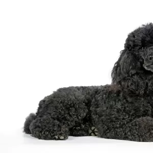 Utility Collection: Poodle Standard
