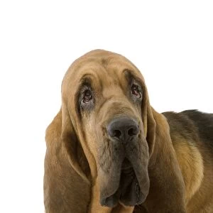 Dog - Bloodhound / St Hubert Hound - Sitting down