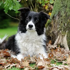 DOG. Border collie in leaves