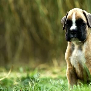 Dog - Boxer puppy