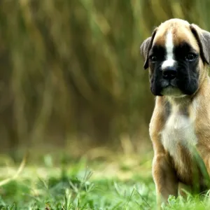 Dog - Boxer puppy