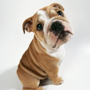 DOG - bulldog puppy, sitting